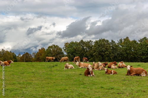 Obraz na płótnie Cows grazing in the pasture w salonie