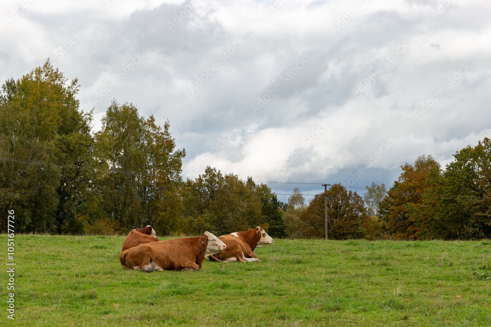 Cows grazing in the pasture