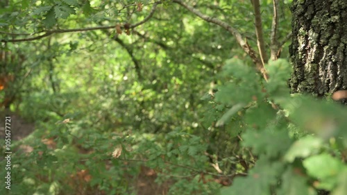  Panning shot of a tree. English oak (Quercus robur)