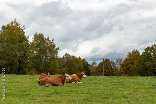 Obraz na płótnie Cows grazing in the pasture w salonie
