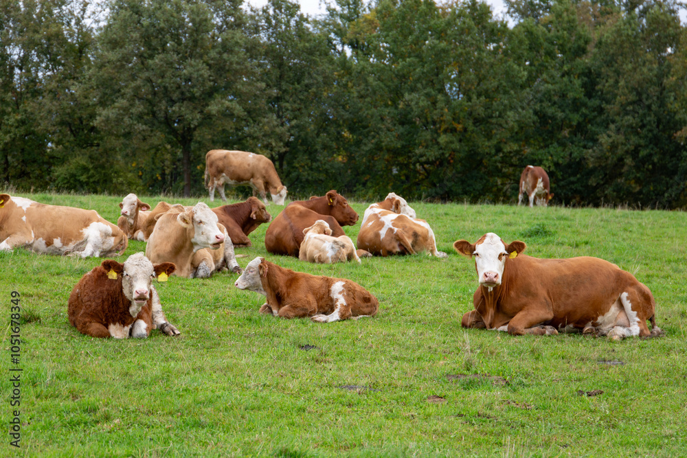 Cows grazing in the pasture