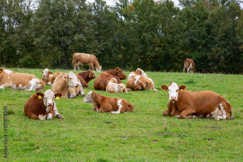 Cows grazing in the pasture