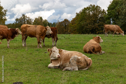 Obraz na płótnie Cows grazing in the pasture w salonie