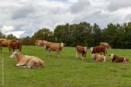 Obraz na płótnie Cows grazing in the pasture w salonie
