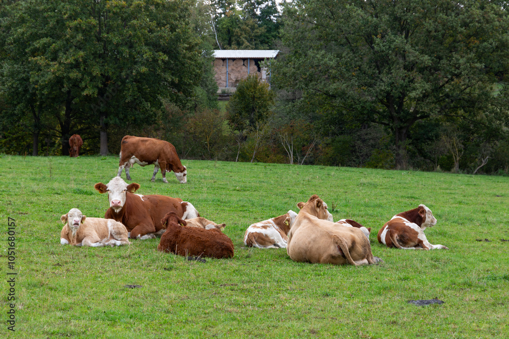 Cows grazing in the pasture