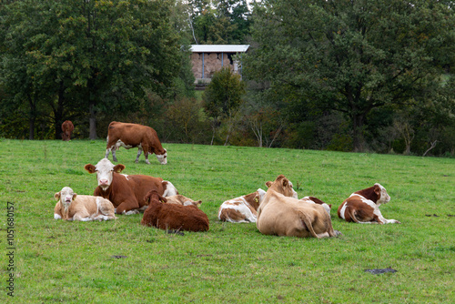 Obraz na płótnie Cows grazing in the pasture w salonie
