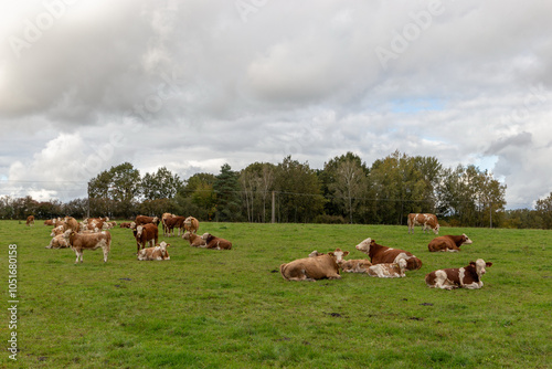 Obraz na płótnie Cows grazing in the pasture w salonie