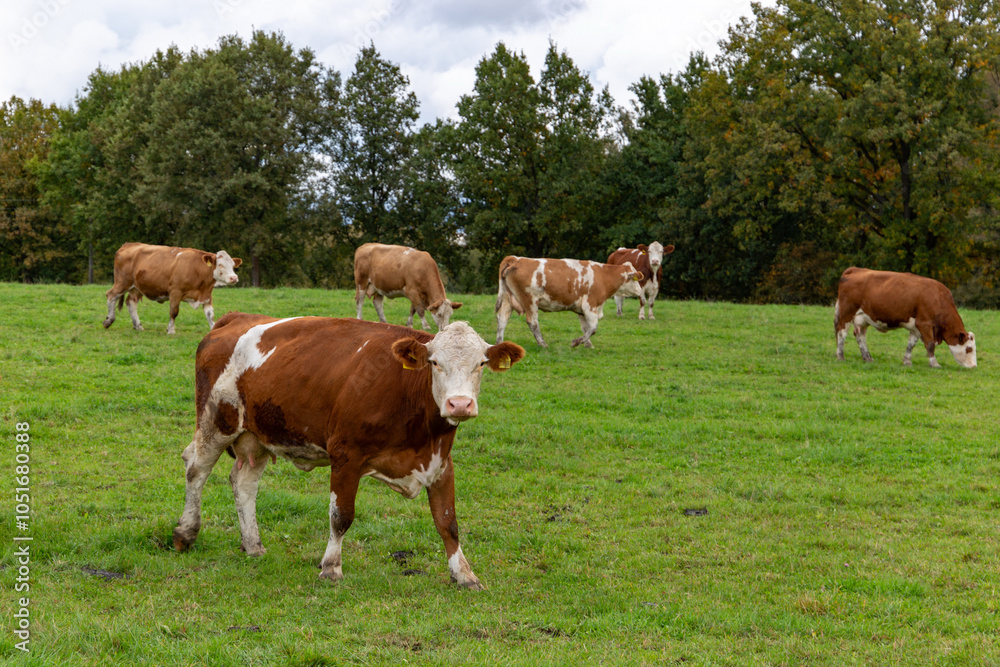 Cows grazing in the pasture