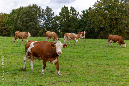 Obraz na płótnie Cows grazing in the pasture w salonie
