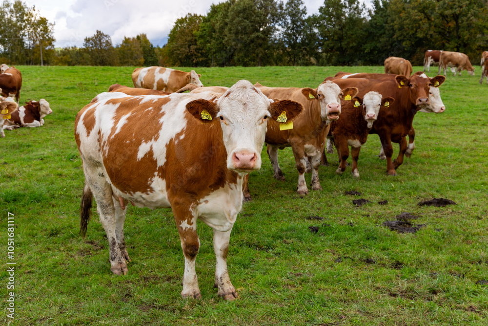 Cows grazing in the pasture