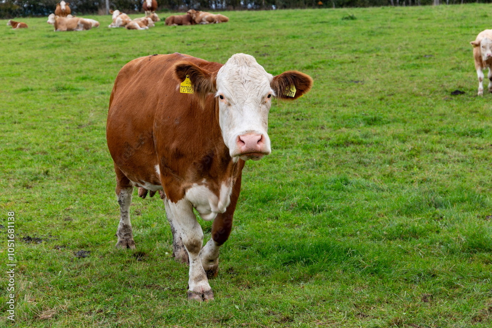 Cows grazing in the pasture