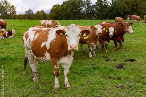 Obraz na płótnie Cows grazing in the pasture w salonie