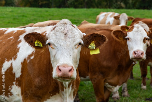 Obraz na płótnie Cows grazing in the pasture w salonie