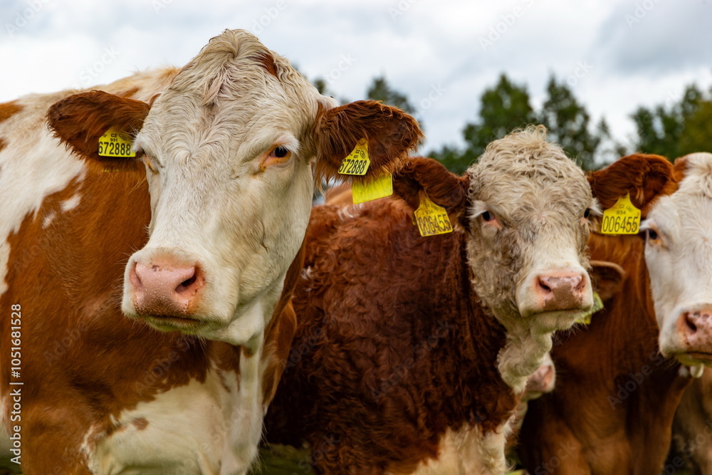 Cows grazing in the pasture
