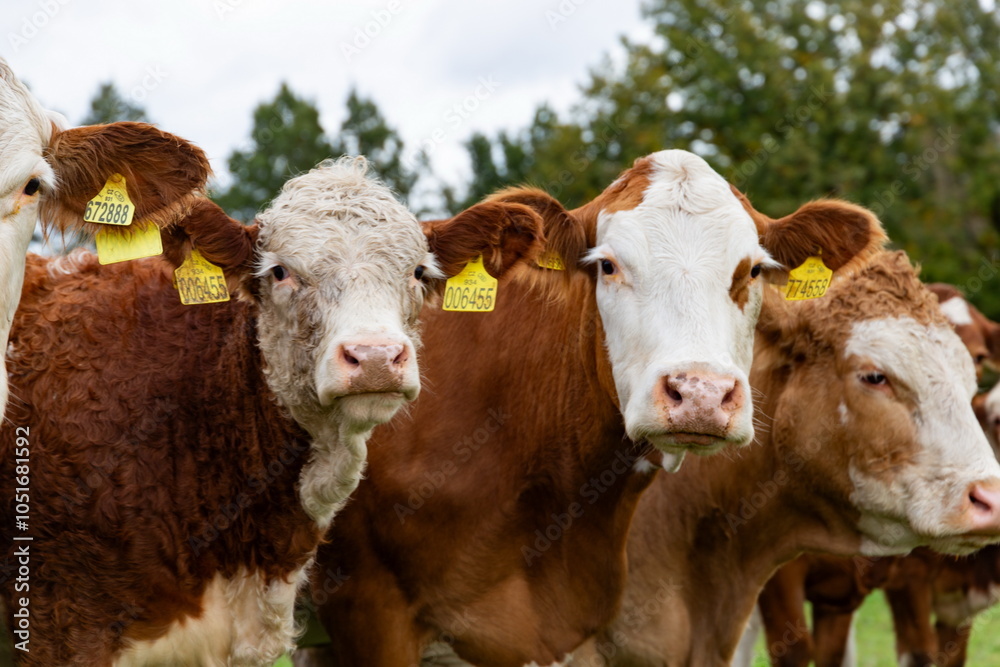Cows grazing in the pasture