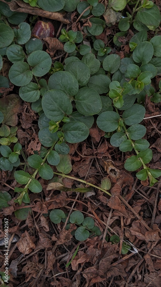 Obraz premium leaves on the water