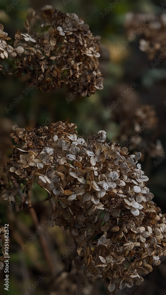 Fototapeta premium mushrooms in the forest
