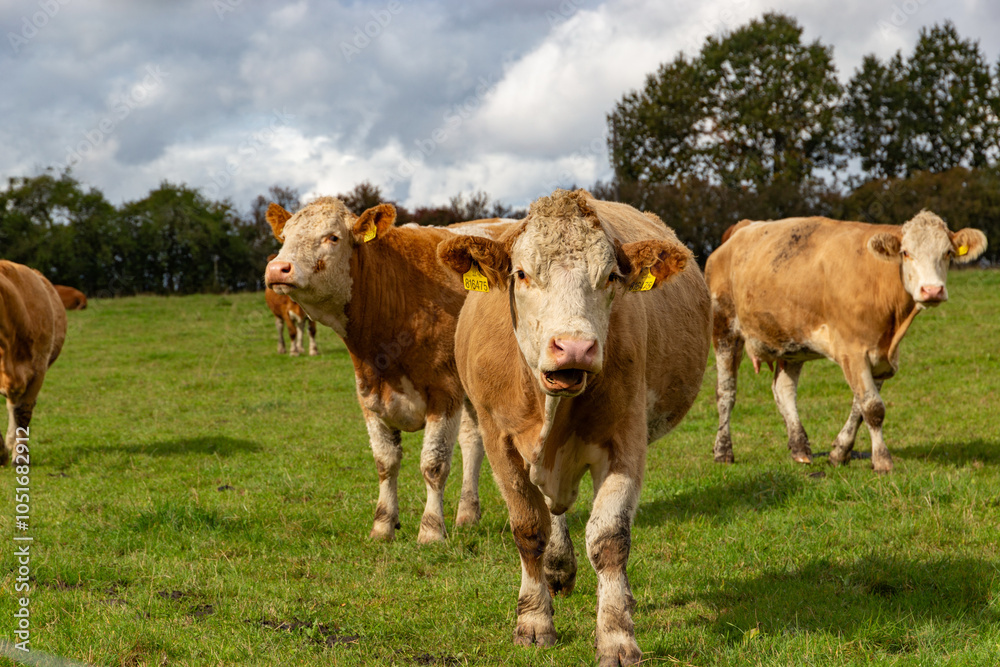 Cows grazing in the pasture