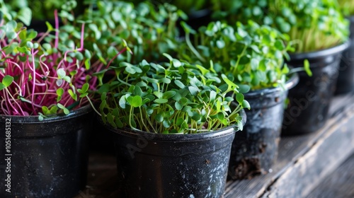 microgreens growing in small pots, Generative AI,