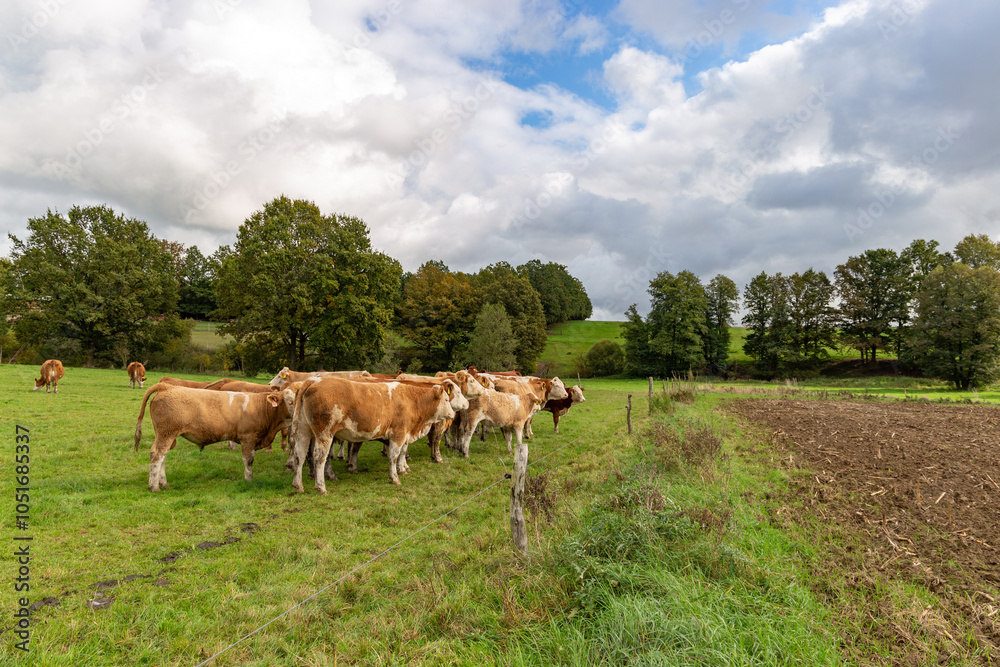 Cows grazing in the pasture