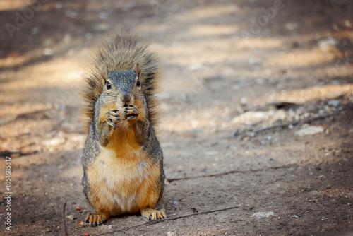 tree squirrel