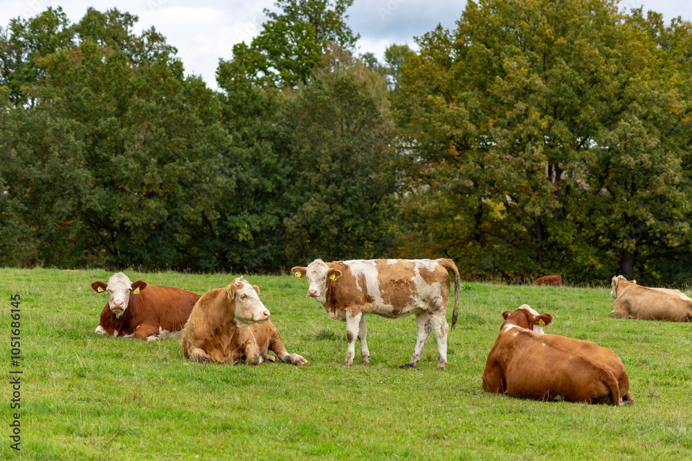 Cows grazing in the pasture