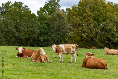 Obraz na płótnie Cows grazing in the pasture w salonie