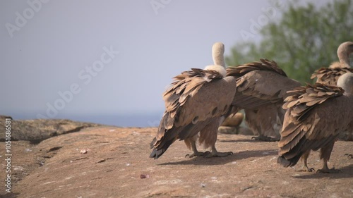 Eurasian griffon vulture (Gyps fulvus) feeding on a dead animal