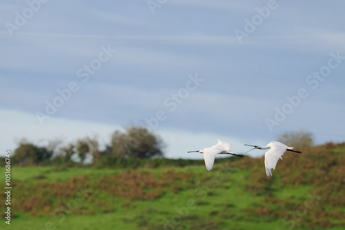 Eurasian Curlew, Numenius arquata photo