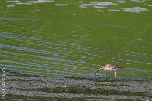 Curlew, Numenius arquata