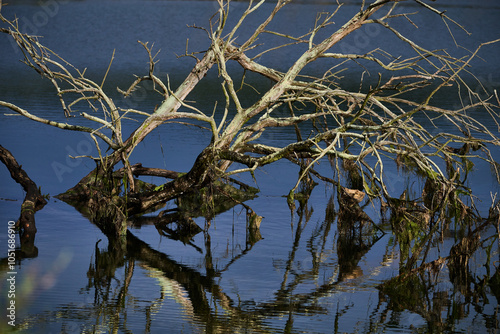 Branches of dead trees sunk in the marsh