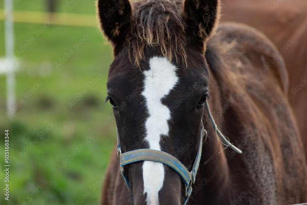 Horse grazing in the pasture. Close-up shot.