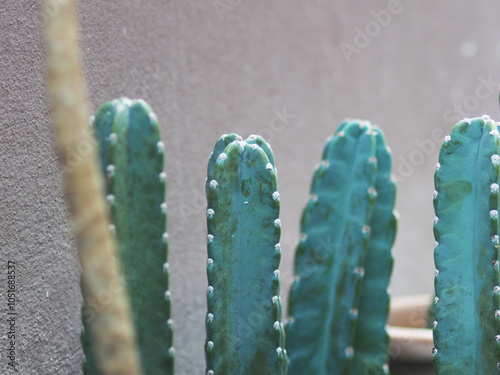Cereus hildmannianus Jamacaru cactus plant decorate and gardenning