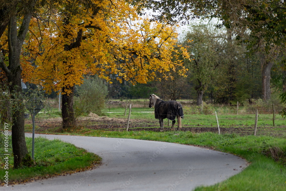 Horses grazing in the pasture.