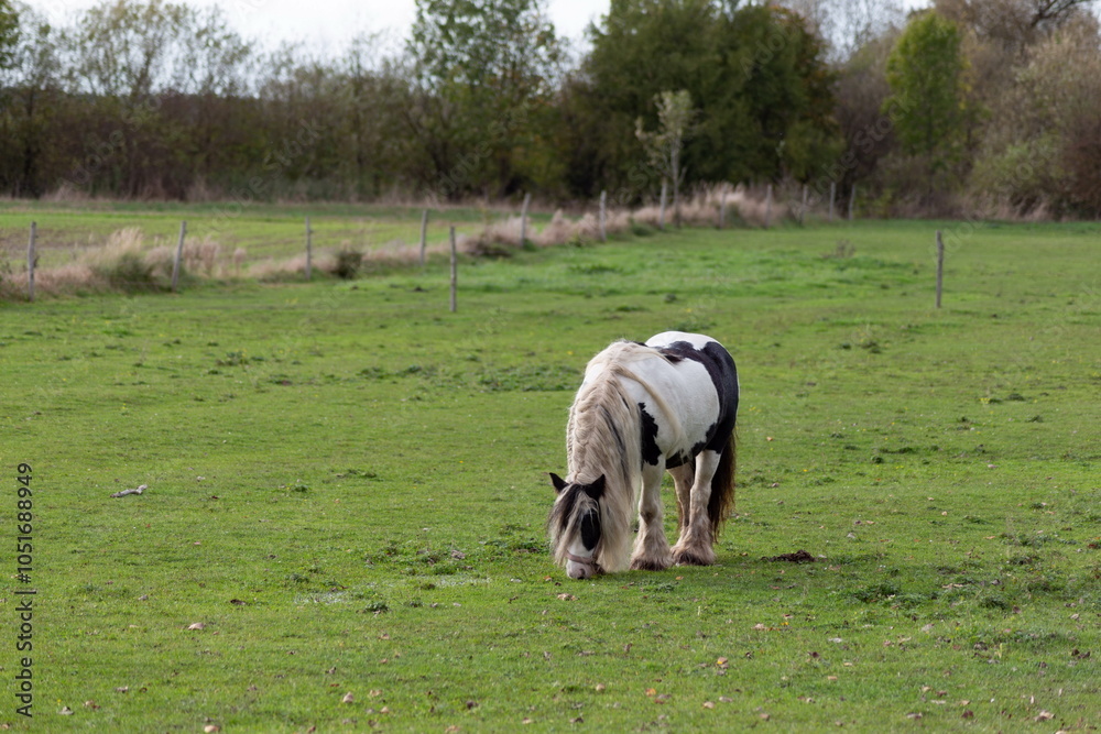 Horses grazing in the pasture.