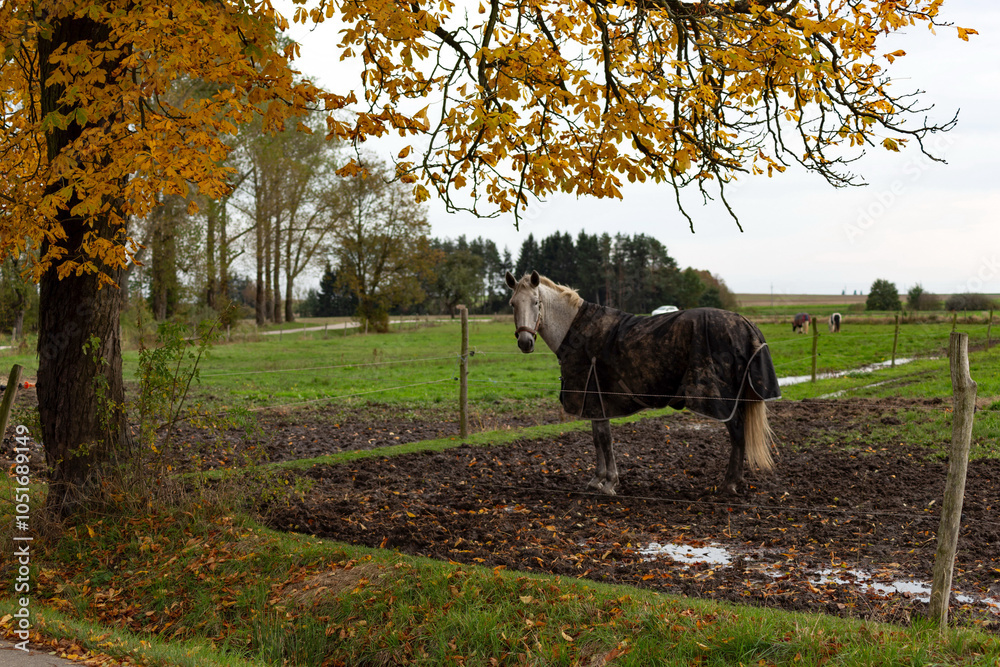 Horses grazing in the pasture.
