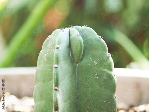 Cereus hildmannianus Jamacaru cactus plant decorate and gardenning photo