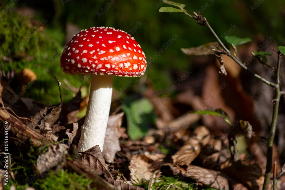 Close-up of fly agaric mushrooms (Amanita muscaria) growing in a sunlit forest.