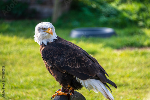 Weißkopf Seeadler das Wappenter der Vereinigten Staaten von Amerika aufgebockt bei einer Flugschau photo