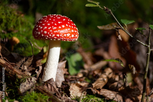 Obraz na płótnie Close-up of fly agaric mushrooms (Amanita muscaria) growing in a sunlit forest. w salonie