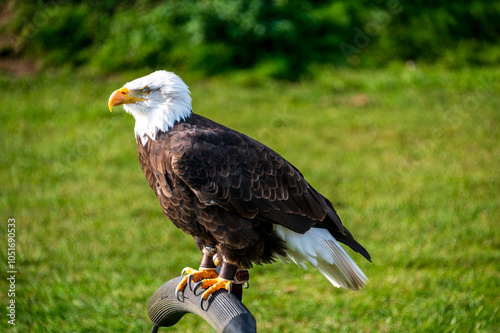 Weißkopf Seeadler das Wappenter der Vereinigten Staaten von Amerika aufgebockt bei einer Flugschau photo