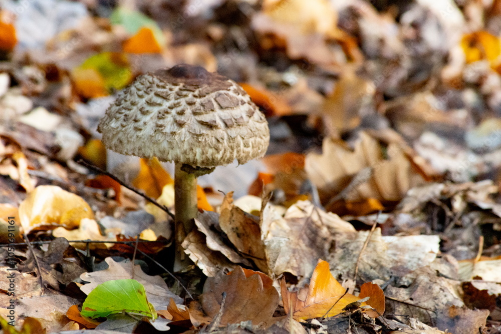 Agaricus silvaticus in a autumn forest