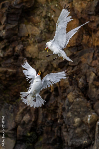 Adult black-legged kittiwake (Rissa tridactyla) in combat with a second kittiwake near Alexander Island, Franz Josef Land, Russia, Arctic Ocean, Eurasia photo