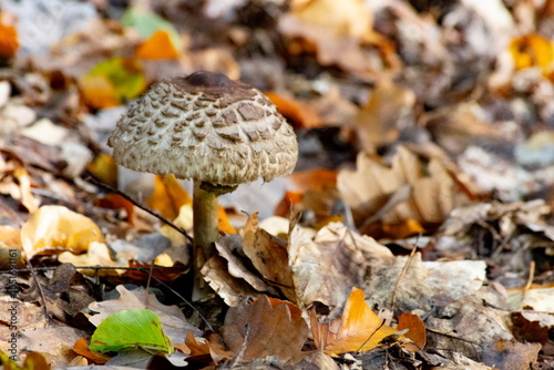 Obraz na płótnie Agaricus silvaticus in a autumn forest w salonie