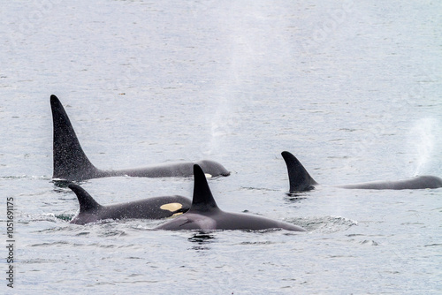 A pod of killer whales (Orcinus orca) surfacing in Chatham Strait, Southeast Alaska, United States of America, Pacific Ocean, North America photo