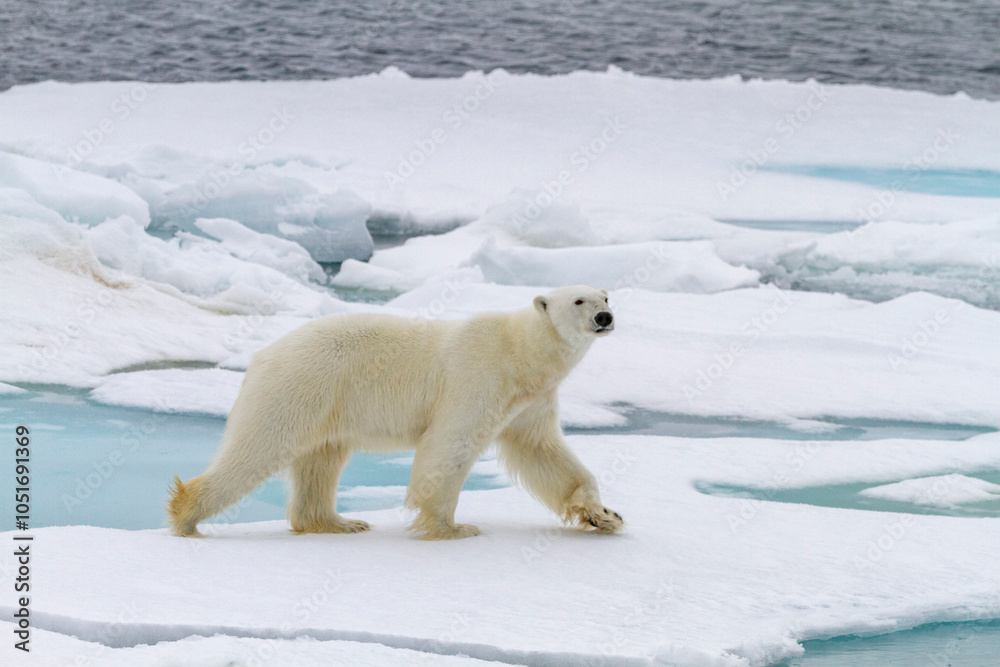 Adult male polar bear (Ursus maritimus) on multi-year ice floes in Franz Josef Land, Russia, Arctic Ocean, Eurasia