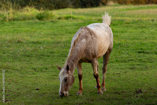Obraz na płótnie Horse grazing in meadow on autumn evening w salonie