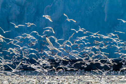 Adult black-legged kittiwakes (Rissa tridactyla) feeding at the base of a glacier in the Svalbard Archipelago, Norway, Arctic, Europe photo