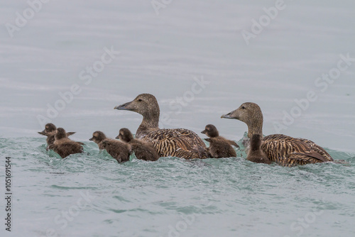 Adult female common eider ducks (Somateria mollissima) swimming with ducklings of Edgeoya in Svalbard, Norway, Arctic, Europe photo