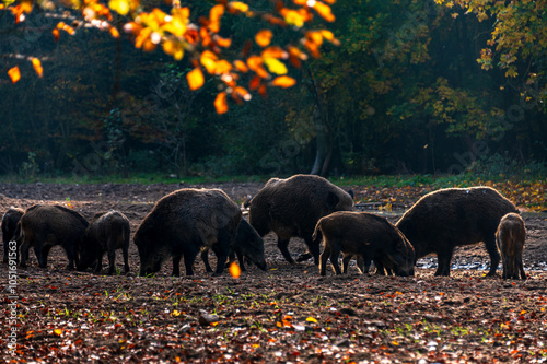 Eine Rotte Wildschweine auf einer Waldlichtung im Herbst